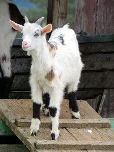 Lamb billy goat tauern pinto photo