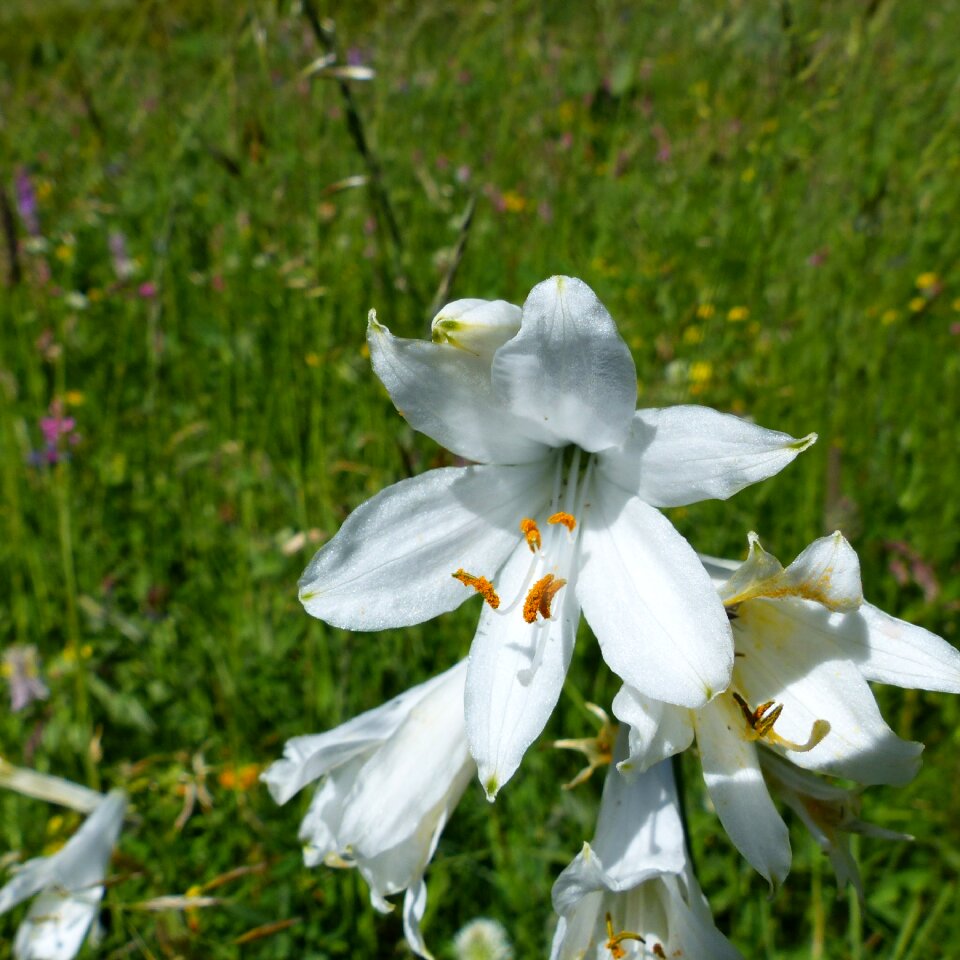 Summer flowers wild flowers white