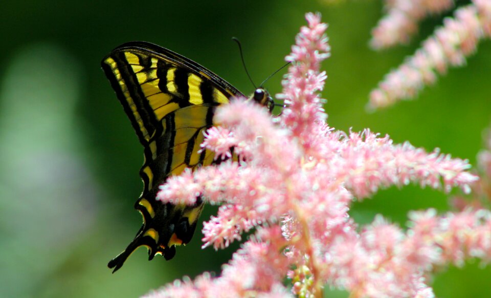 Yellow black green