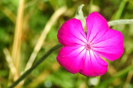 Bloom red natural plant photo