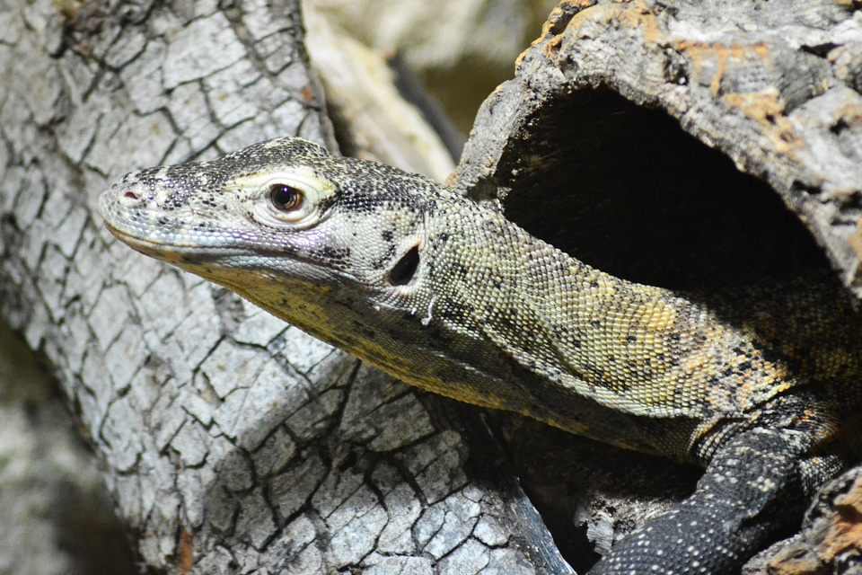 Veranidae cold blooded animal