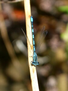 Blue dragonfly stem pond
