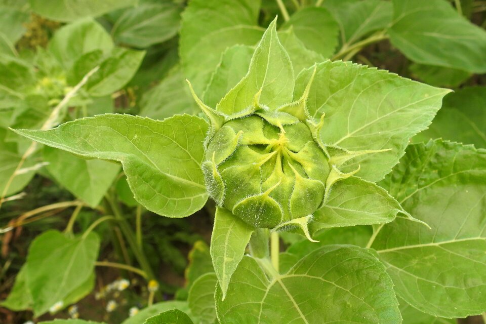 Green summer helianthus