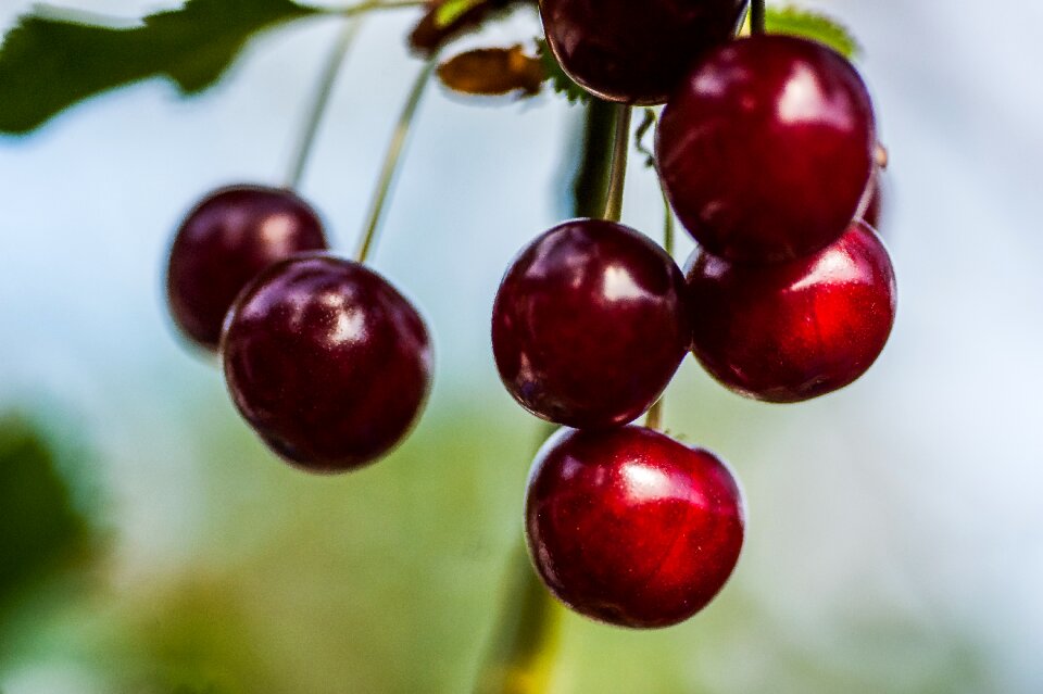 Fruit red black food