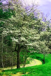 Spring white blossom