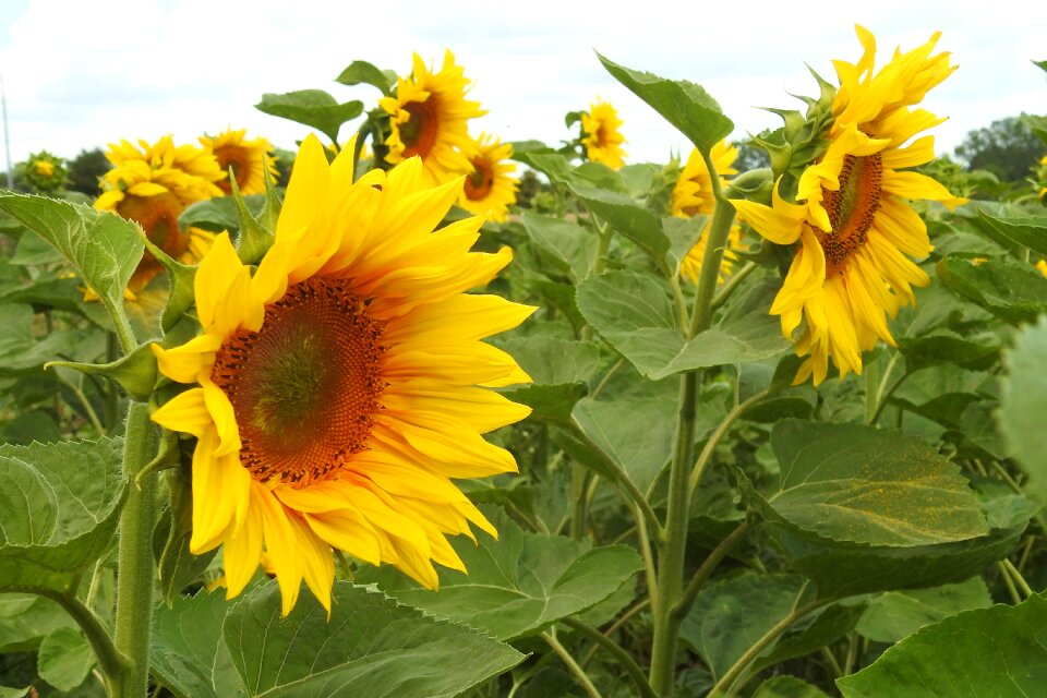 Yellow summer helianthus