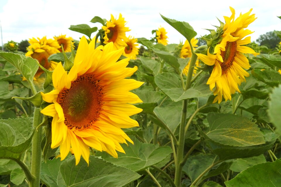 Yellow summer helianthus photo