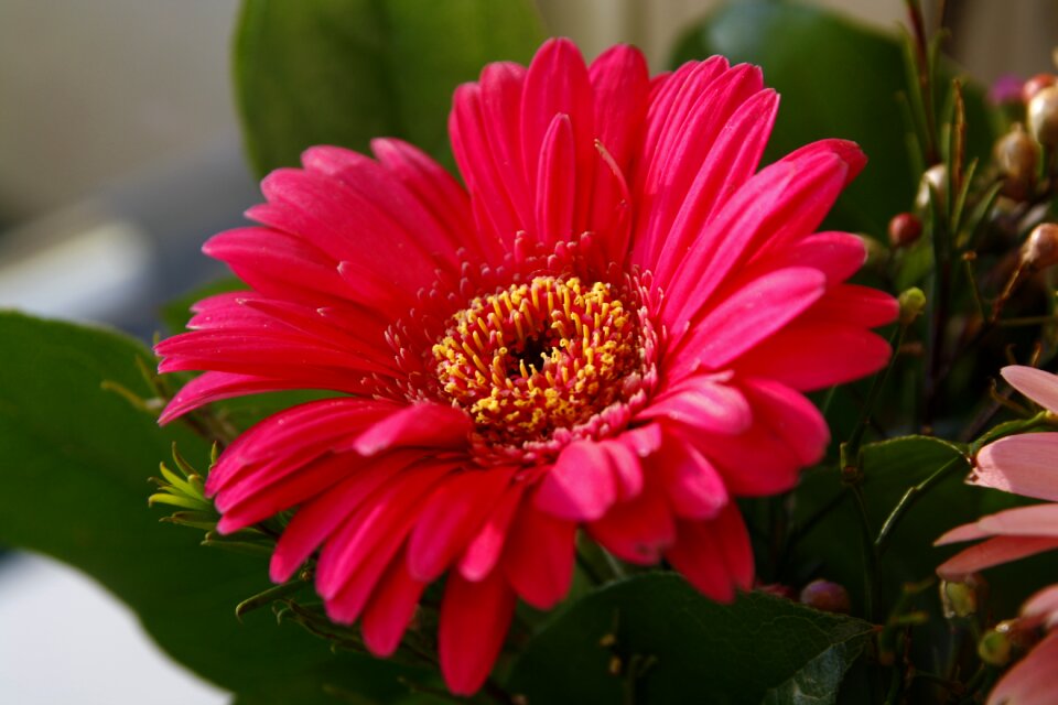 Blossom bloom plant