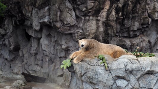 Predator cute bear