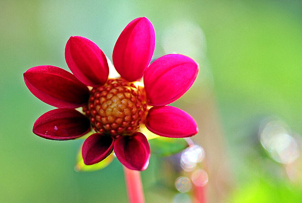 Dahlia garden blossom bloom