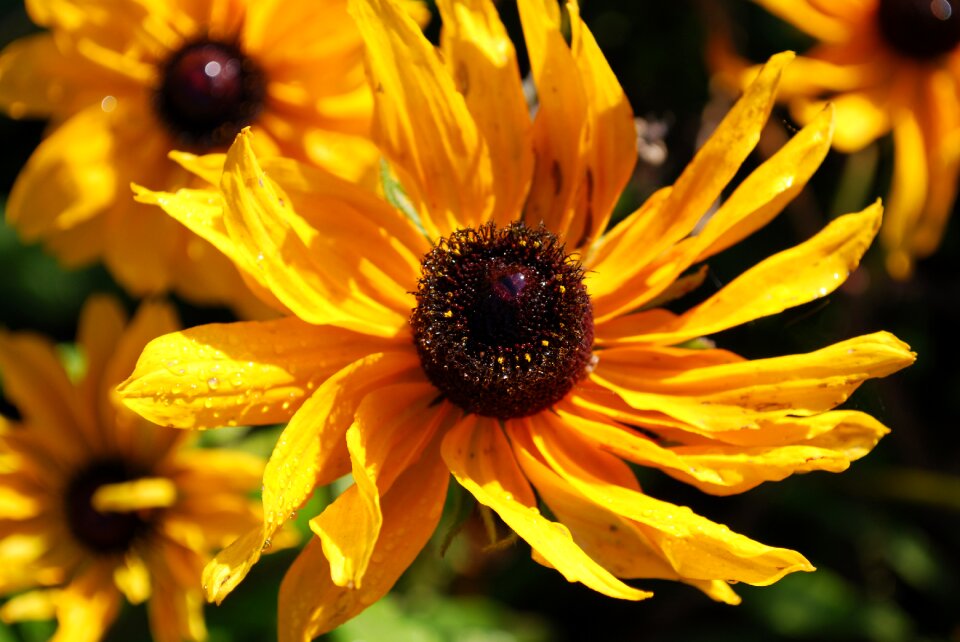 Plant yellow flowers spring