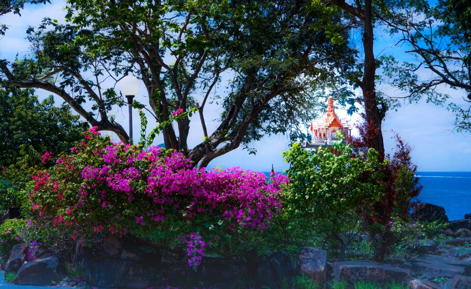 Garden flowers tropical