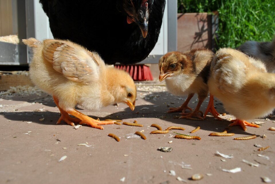 Young mother hen meal worms
