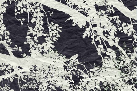 Branch vector nature