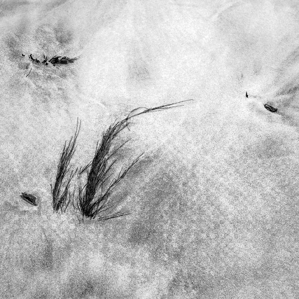 Beach grass structure