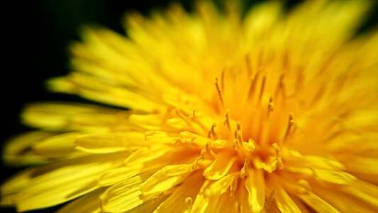 Close up nature plant