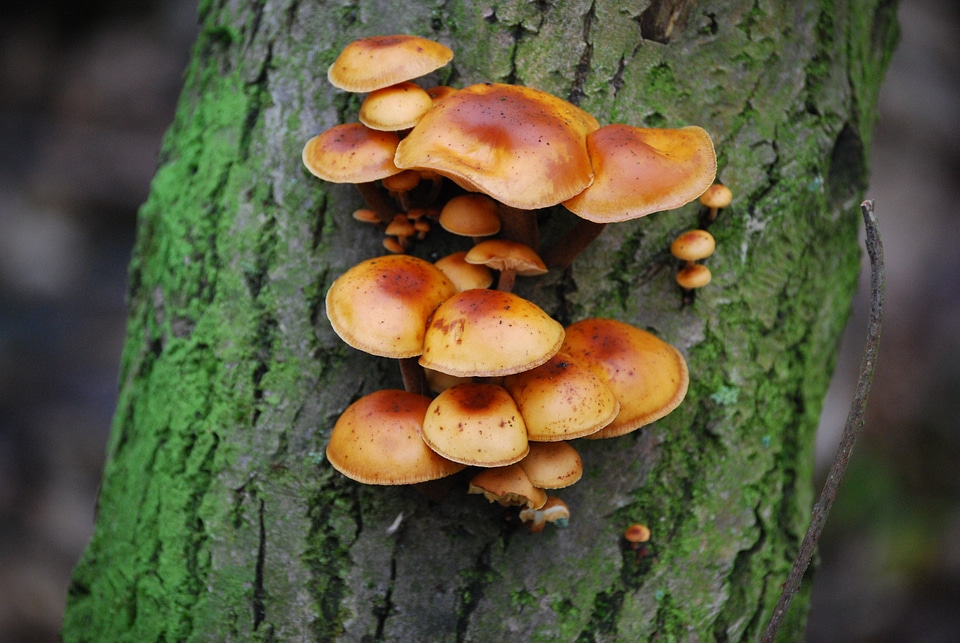 Agaric mushroom autumn