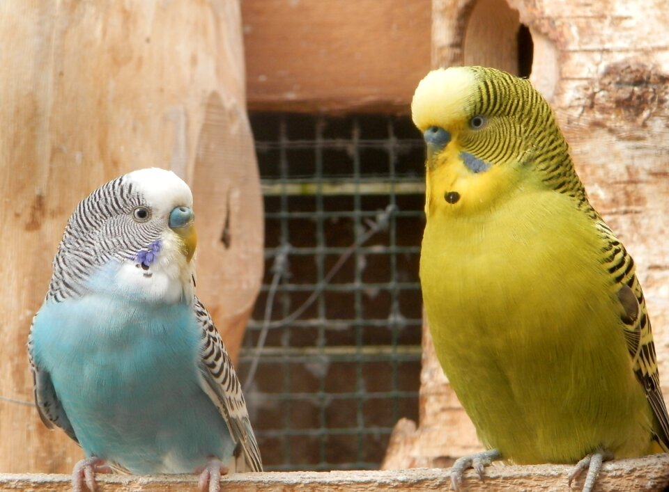 Animals birds nest photo