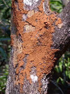 Wood pest insect