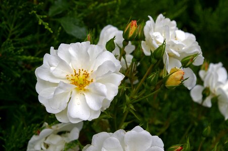 Bloom white flower