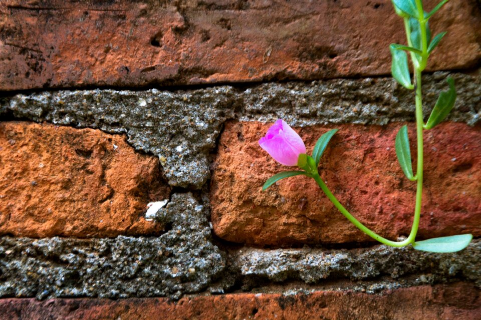 Nature the wall the bricks photo