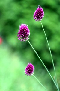 Nature field plant