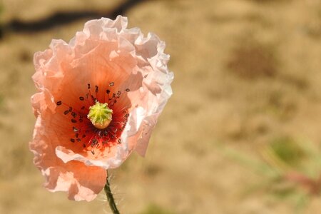 Poppy flower nature summer