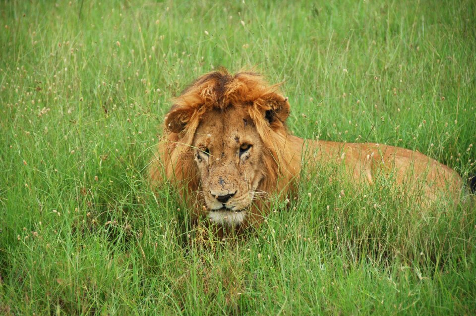 Kenya rest wild as the photo