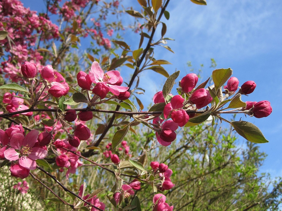 Nature blossom bloom photo