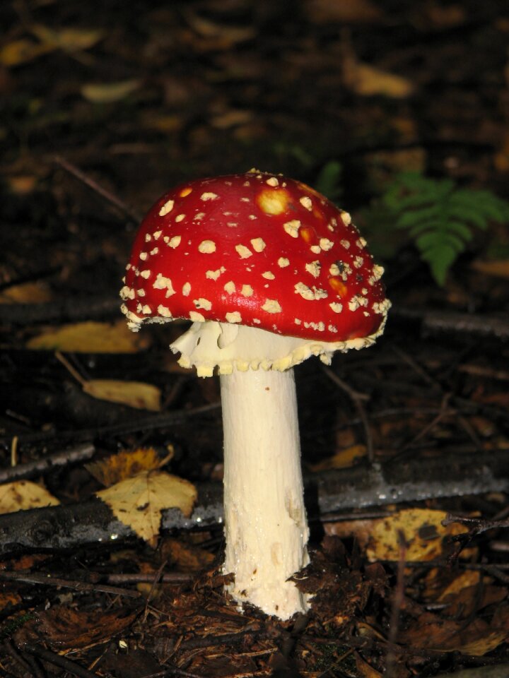 Autumn mushroom toxic