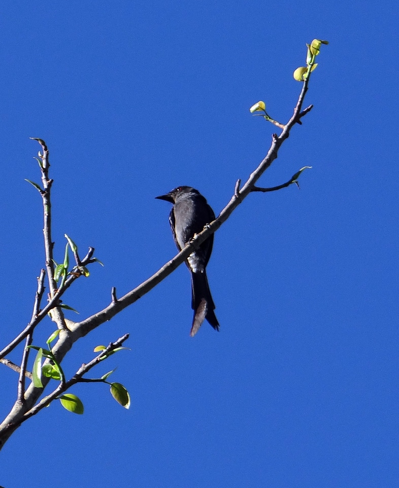 Bird fly wings
