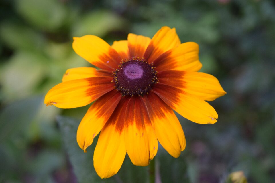 Daisy closeup yellow center