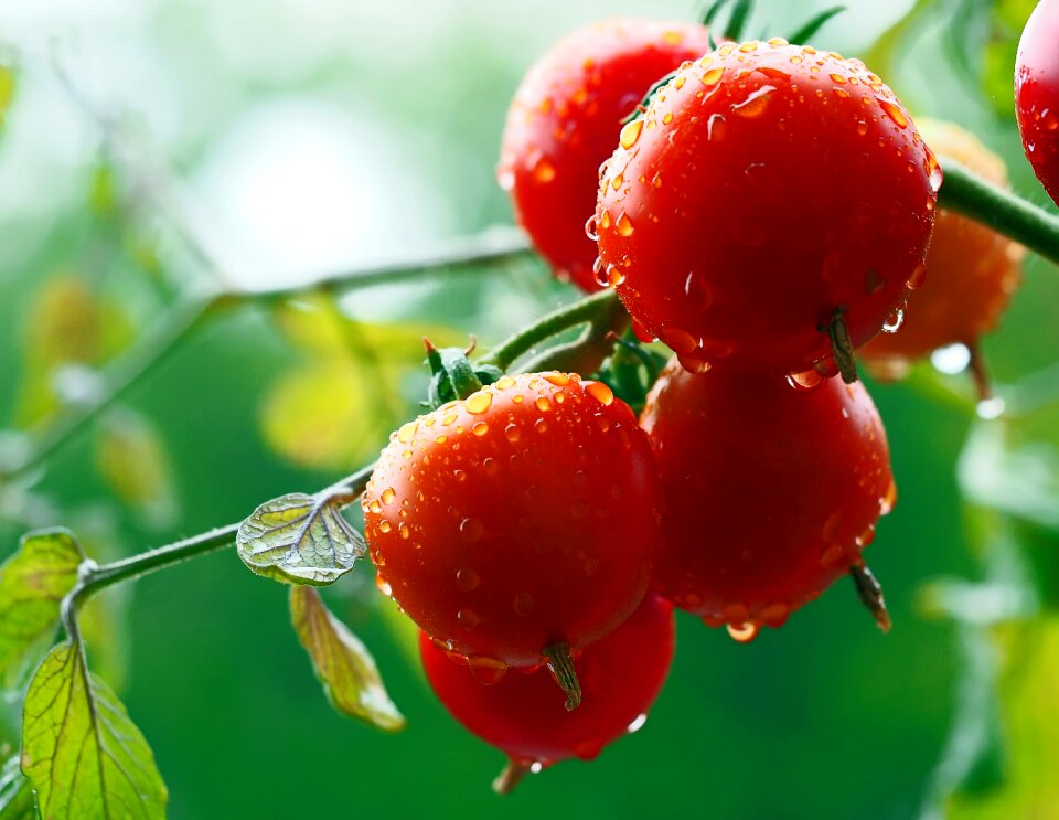 Vegetables eat red photo