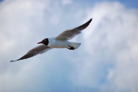 Gull flying nature photo