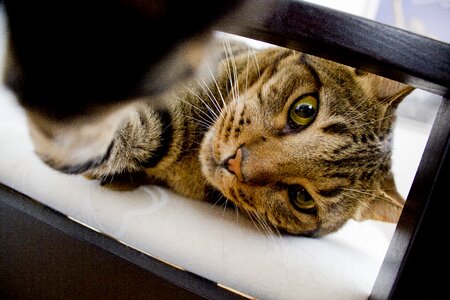 Cat face paw closeup