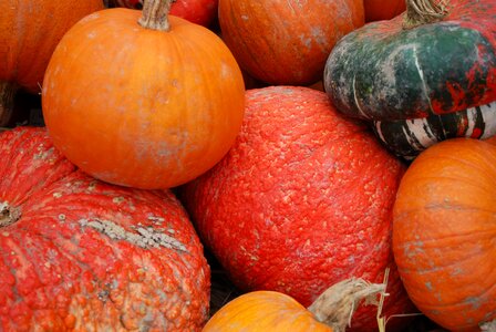 Fall harvest