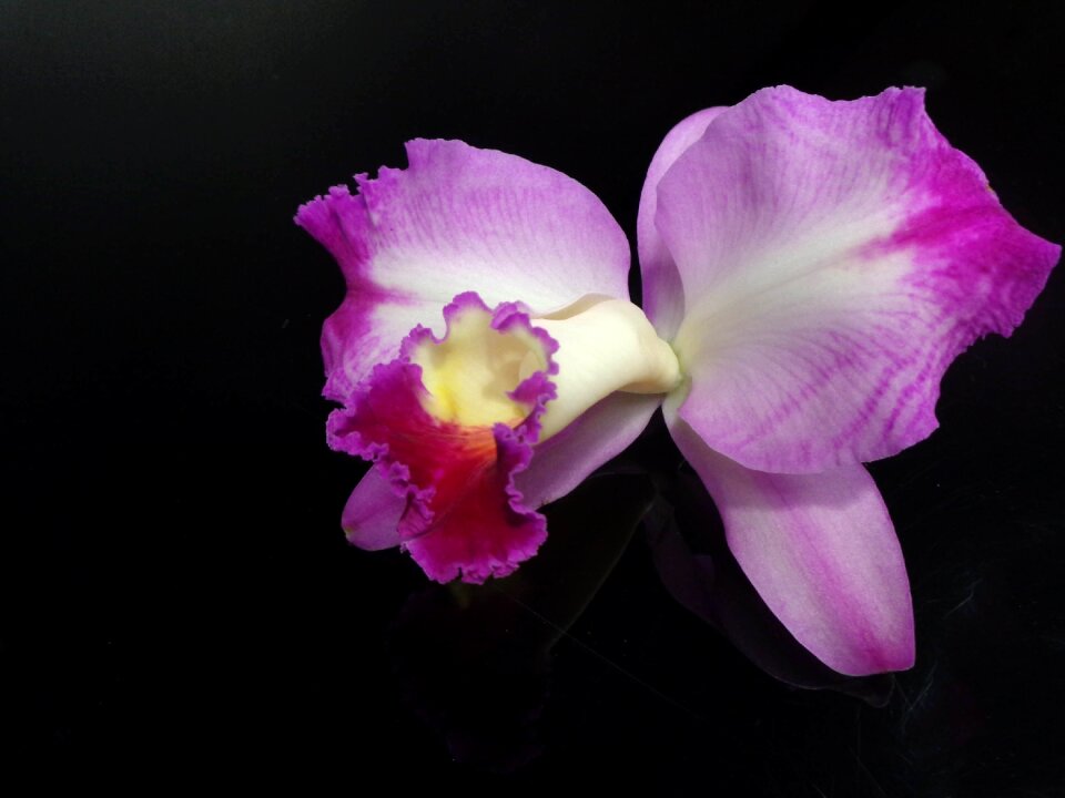 Nature purple bloom