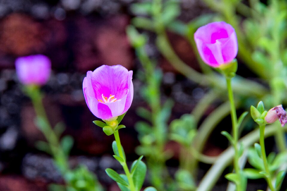 Pink nature leaves