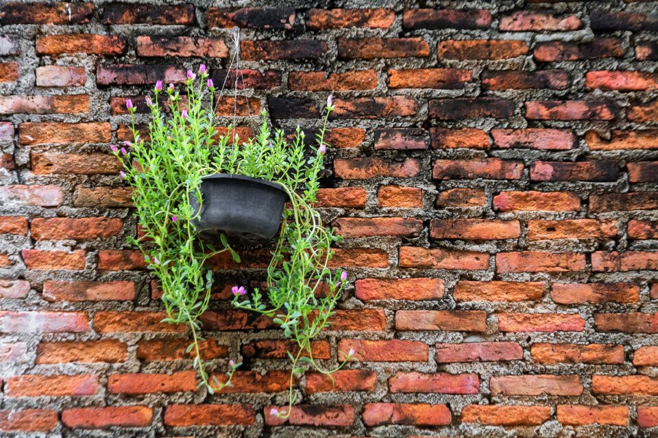 Nature the wall the bricks