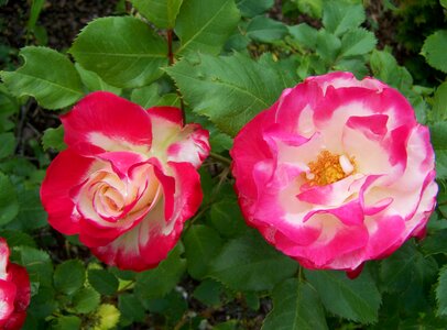 Rose summer flower flower garden