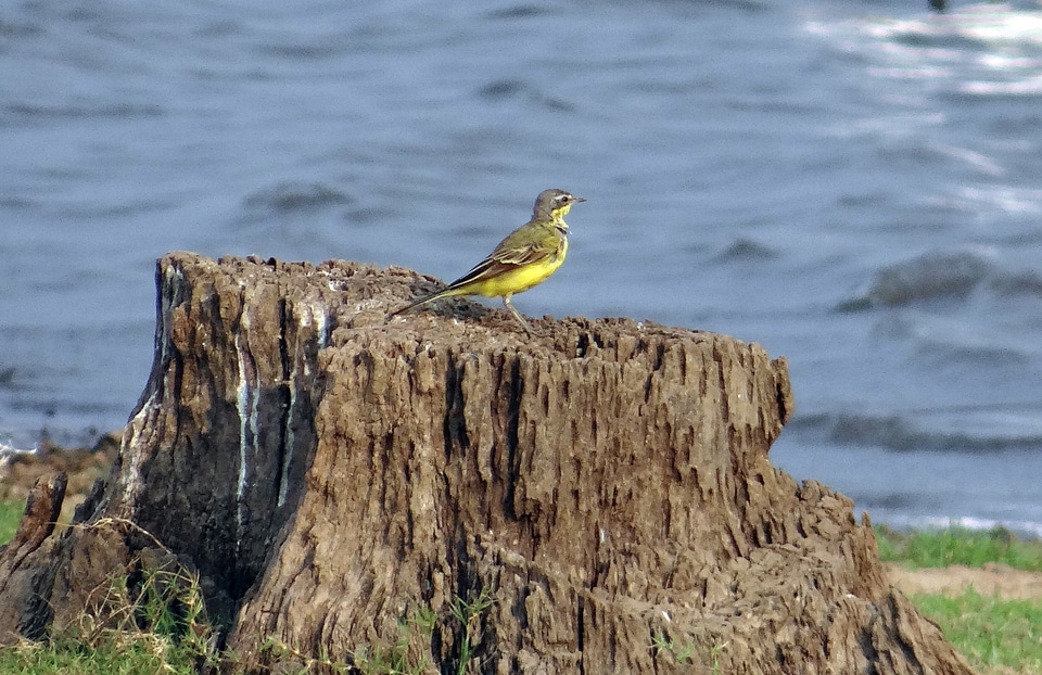 Motacilla flava stump lake side