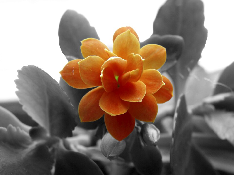 Bloom color splash effect