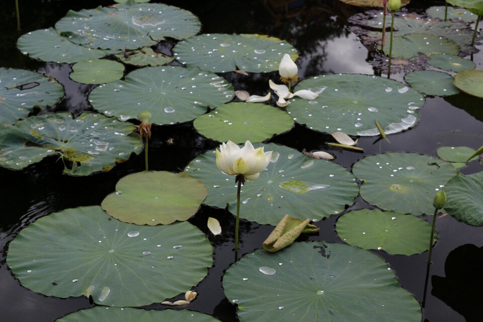 Flower lily gun cotton photo