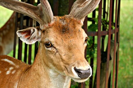 Antler outdoor park photo