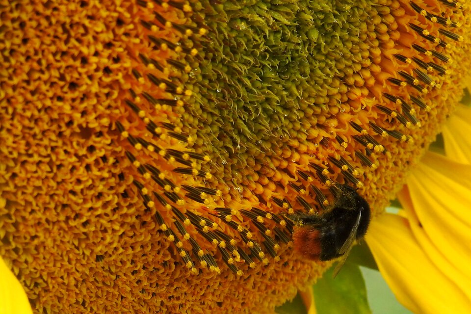 Blossom bloom yellow
