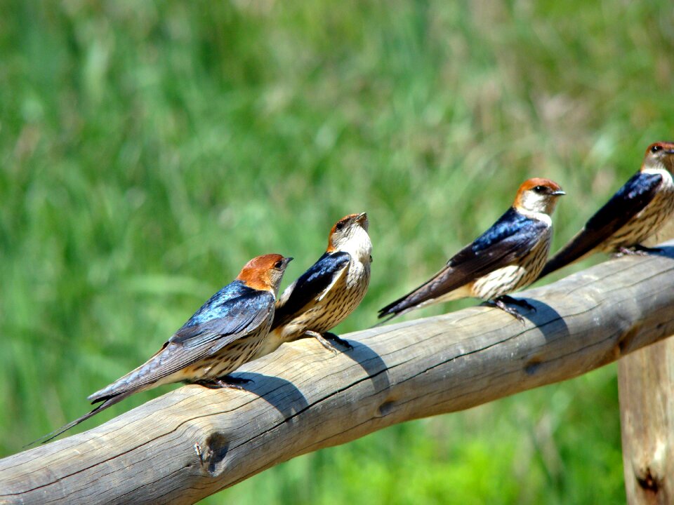 Nature wing environment