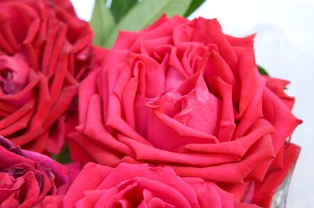 Red love romantic