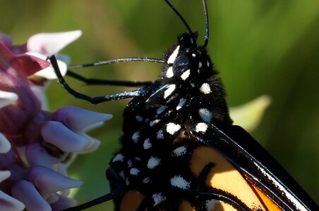 Pollinator milkweed insect