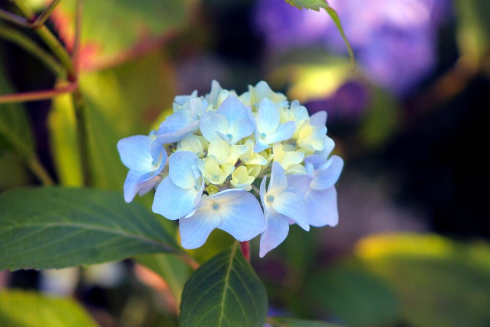 Green floral blossom