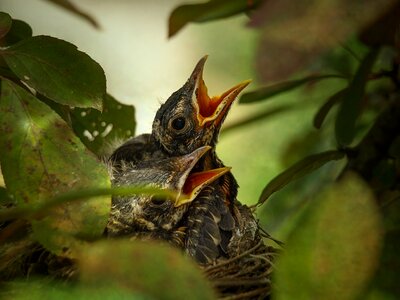 Wild fauna nest photo